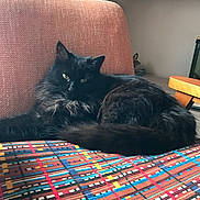 Lola participe au concours pour gagner de l'argent avec cette photo : cat, black_cat, feline, pet, indoor, cushion, chair, patterned_fabric, fur, relaxed, animal, home, plant, wooden_furniture, colorful, cozy, resting, portrait, whiskers, eyes