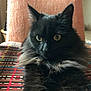 Lola participe au concours pour gagner de l'argent avec cette photo : cat, black_cat, fluffy, pet, indoor, feline, closeup, animal, cute, curious, chair, patterned_fabric, soft_light, whiskers, ears, fur, relaxed, domestic_animal, portrait, resting