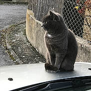 Pupa a rejoint le concours — aidez-le/la à gagner de superbes lots ! cat, gray_cat, animal, pet, car_hood, outdoor, fence, concrete_wall, side_view, sitting, fur, whiskers, daylight, nature, quiet, calm, urban, curious, domestic_cat, street