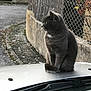 cat, gray_cat, animal, pet, car_hood, outdoor, fence, concrete_wall, side_view, sitting, fur, whiskers, daylight, nature, quiet, calm, urban, curious, domestic_cat, street