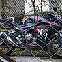 motorcycle, honda, cat, gray_cat, chain_link_fence, outdoor, vehicle, tire, seat, exhaust, headlight, side_mirror, number_19, red_accents, metal, pavement, greenery, urban, parked, two_wheeler