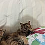 Caramella a rejoint le concours — aidez-le/la à gagner de superbes lots ! cat, tabby, fluffy, couch, pillow, indoor, relaxed, resting, pet, feline, striped, fur, animal, cozy, home, laying, cute, whiskers, ears, sleepy