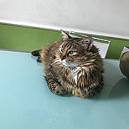 Caramella a rejoint le concours — aidez-le/la à gagner de superbes lots ! cat, fluffy, green_eyes, table, indoor, feline, pet, relaxed, fur, domestic_animal, animal, chair, green_wall, white_wall, looking_away, side_view, resting, calm, long_hair, whiskers