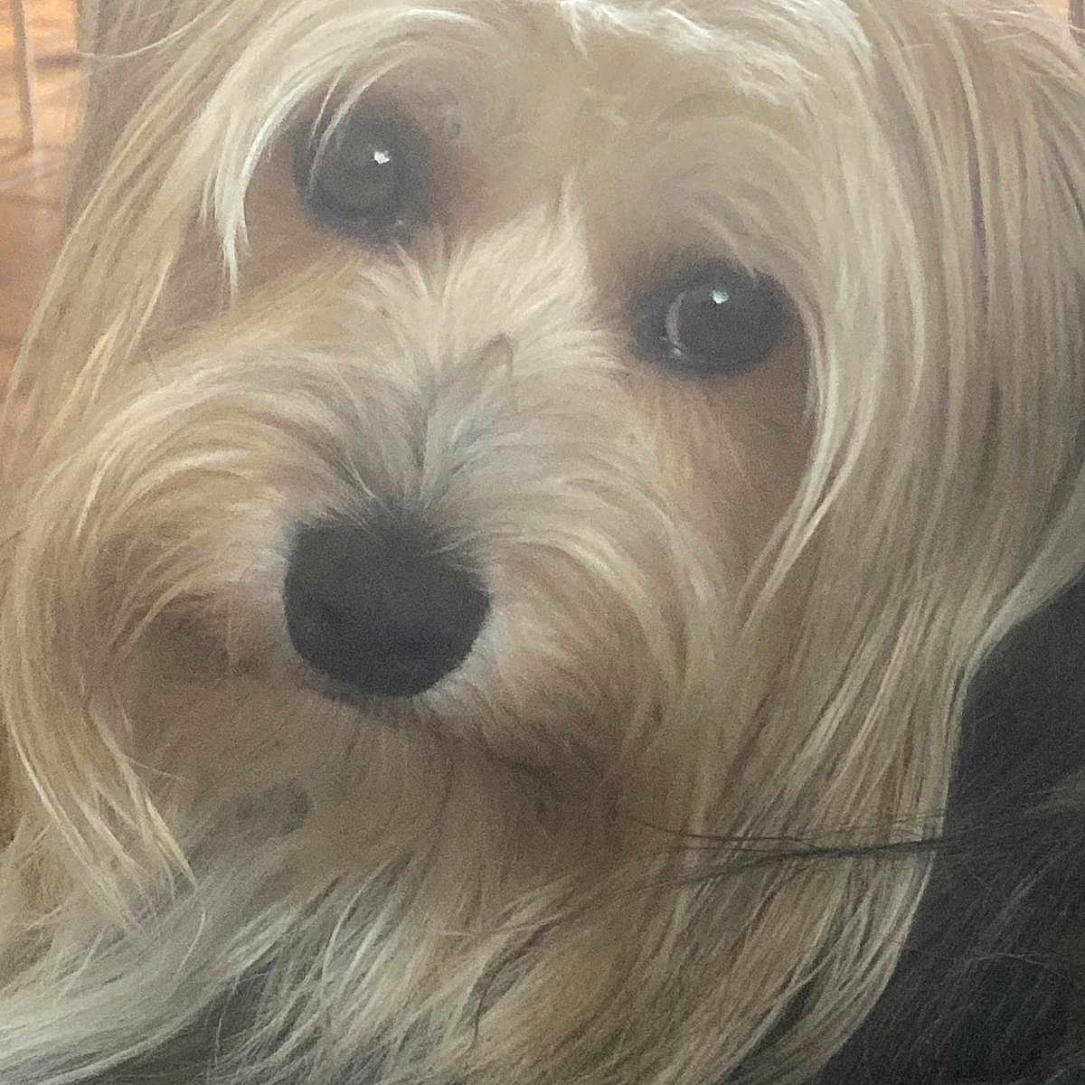 Totò participe au concours pour gagner de l'argent avec cette photo : animal, canine, close_up, curious, cute, dog, domestic_animal, face, fluffy, friendly, fur, indoor, indoors, long_hair, looking_at_camera, nostrils, pet, portrait, soft_light, whiskers