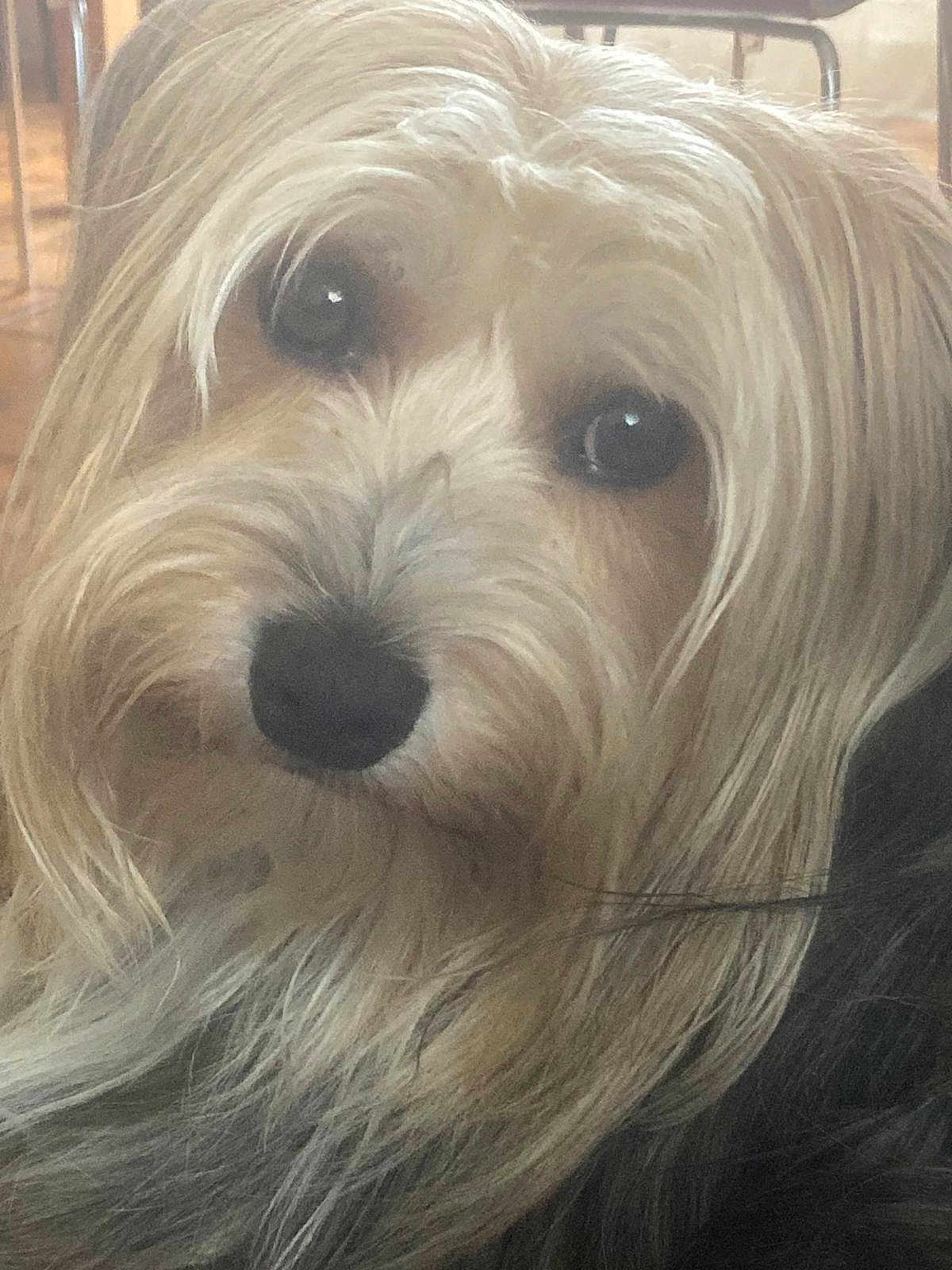 Totò participe au concours pour gagner de l'argent avec cette photo : dog, close_up, fluffy, long_hair, pet, animal, cute, portrait, indoor, fur, face, nostrils, whiskers, curious, soft_light, domestic_animal, canine, looking_at_camera, friendly, indoors