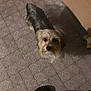 Totò a rejoint le concours — aidez-le/la à gagner de superbes lots ! dog, small_dog, indoor, floor, patterned_floor, looking_up, shadow, feet, curious, pet, animal, brown_dog, long_fur, companion, home, domestic_animal, cute, waiting, standing, quiet
