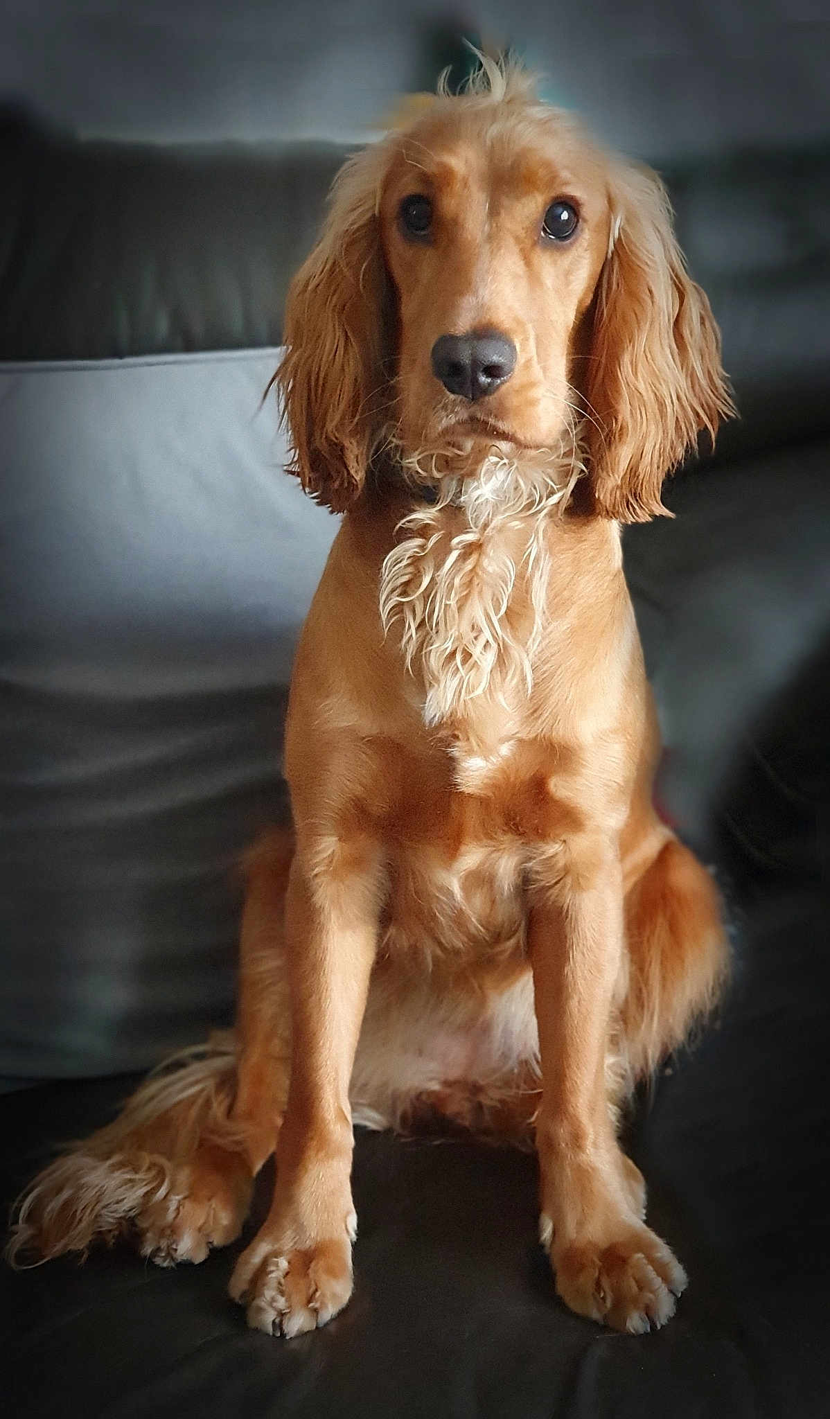 Bella