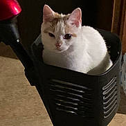 Maple Glaze is registered to the contest to win money with this photo: basket, cat, close_up, cute, domestic_animal, ears, face, feline, floor, fur, household_item, indoor, low_light, pet, portrait, scooter, sitting, tilted_angle, whiskers, white_cat