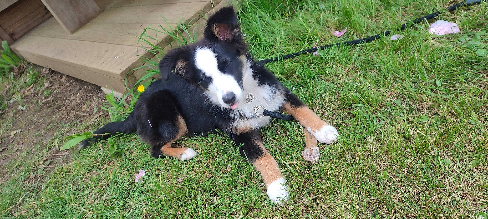 Vaia a rejoint le concours — aidez-le/la à gagner de superbes lots ! australian_collie, border_collie, box, carnivore, collie, companion_dog, dog, dog_breed, fur, grass, herding_dog, non_sporting_group, outdoor_bench, plant, tail, terrestrial_animal, working_animal, working_dog