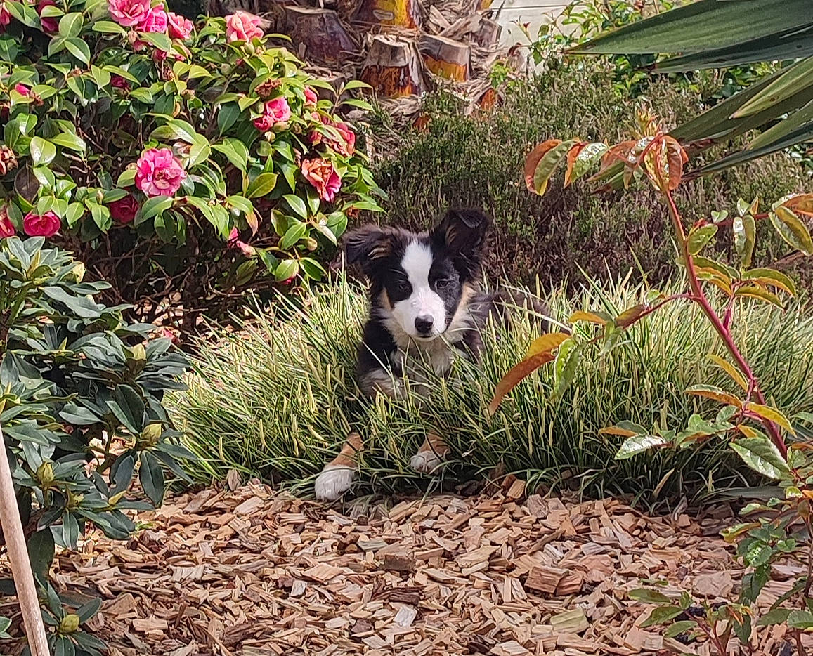 Vaia a rejoint le concours — aidez-le/la à gagner de superbes lots ! biome, botany, carnivore, companion_dog, dog, flower, flowering_plant, garden, grass, grass_family, groundcover, landscape, landscaping, plant, plant_community, shrub, soil, terrestrial_animal, terrestrial_plant, vegetation