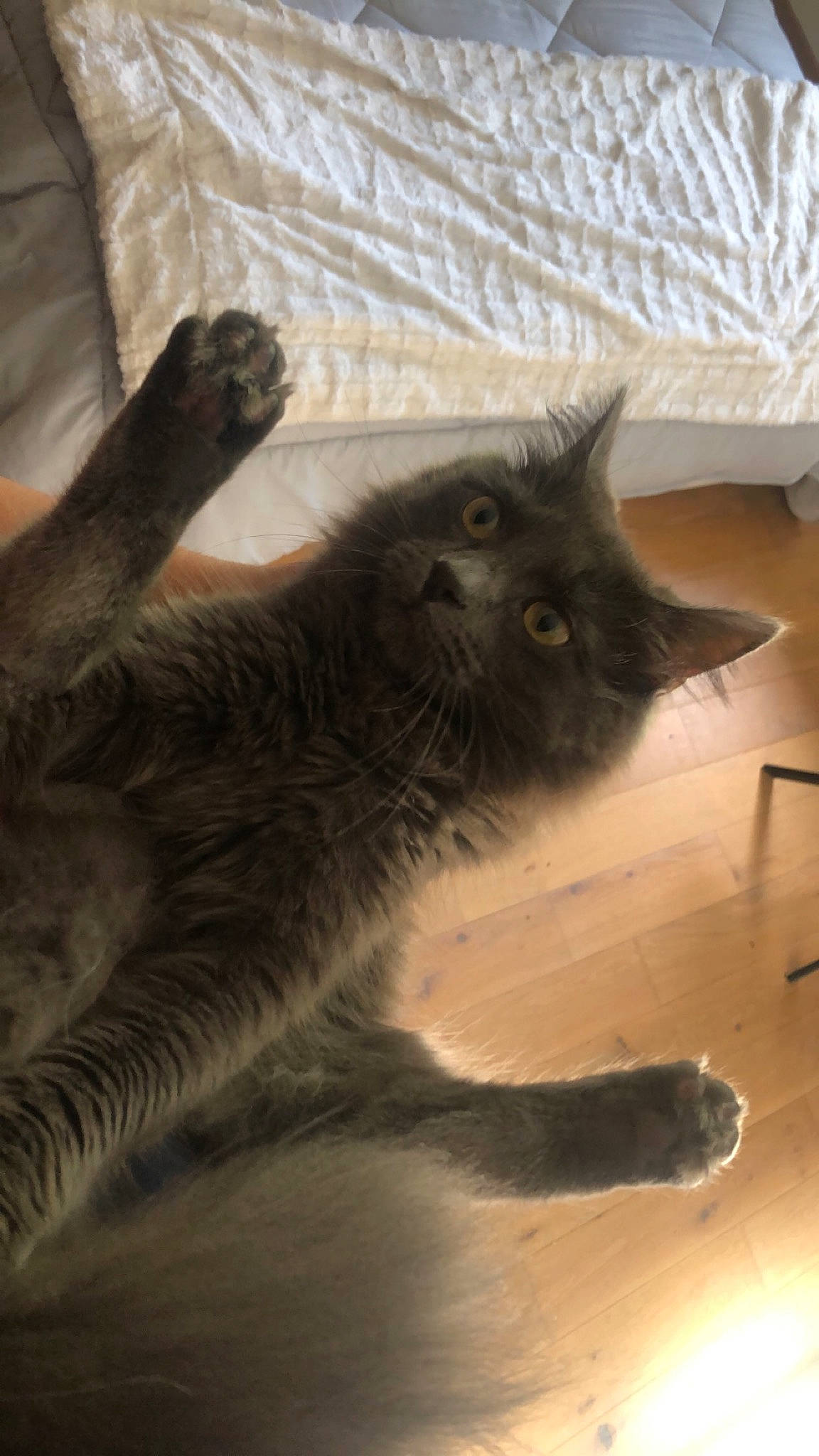 Nala a rejoint le concours — aidez-le/la à gagner de superbes lots ! black_cat, british_shorthair, carnivore, cat, chartreux, claw, domestic_short_haired_cat, felidae, kitten, korat, maine_coon, mammal, nebelung, russian_blue, small_to_medium_sized_cats, tail, whiskers