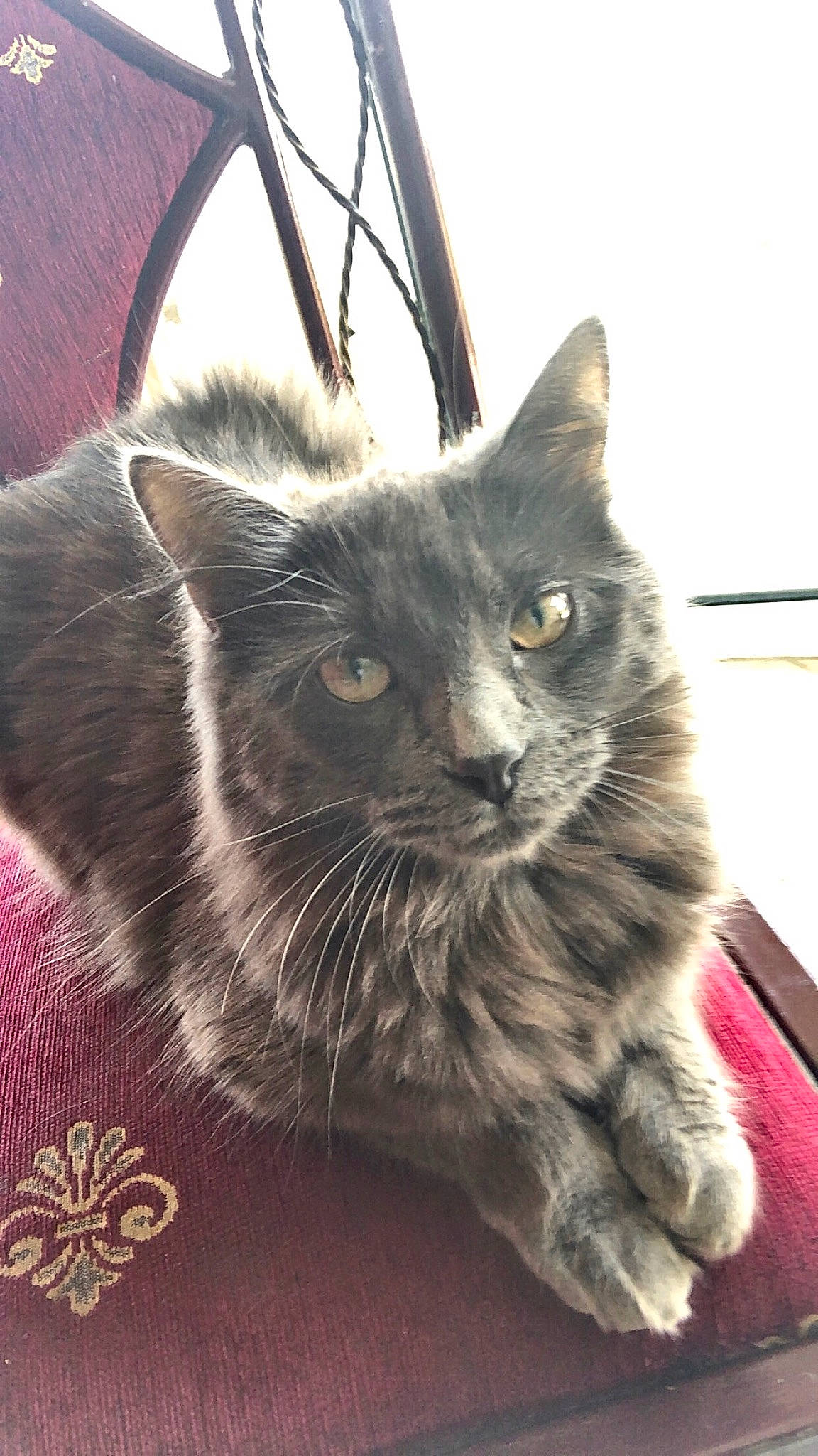 Nala a rejoint le concours — aidez-le/la à gagner de superbes lots ! asian, black_cat, carnivore, cat, domestic_long_haired_cat, domestic_short_haired_cat, felidae, kitten, korat, maine_coon, mammal, nebelung, norwegian_forest_cat, small_to_medium_sized_cats, snout, whiskers