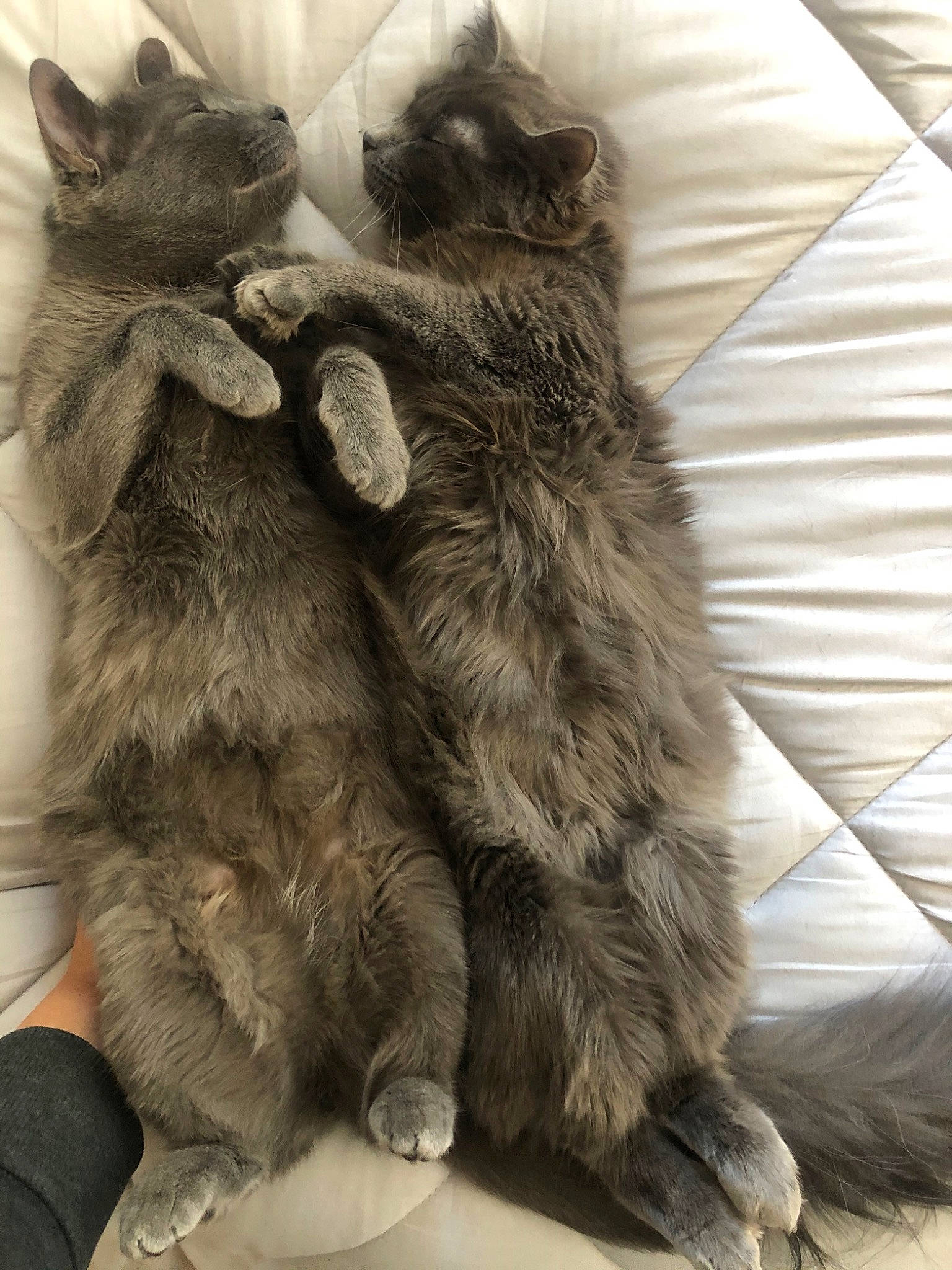 Nala participe au concours pour gagner de l'argent avec cette photo : carnivore, cat, claw, felidae, fur, hug, kitten, maine_coon, nebelung, norwegian_forest_cat, paw, russian_blue, small_to_medium_sized_cats, tabby_cat, whiskers