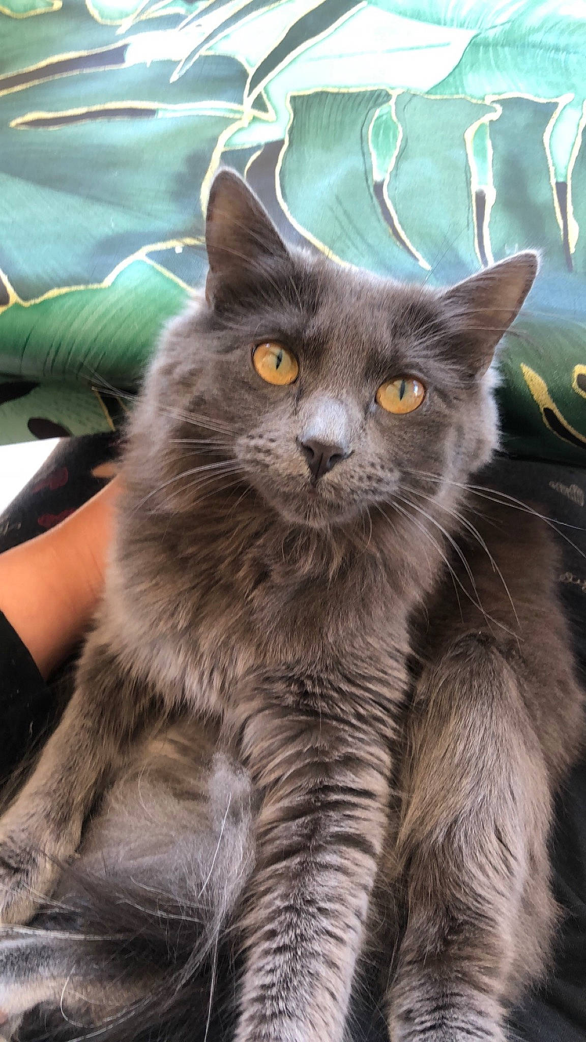 Nala participe au concours pour gagner de l'argent avec cette photo : asian, asian_semi_longhair, british_longhair, british_semi_longhair, carnivore, cat, chartreux, domestic_long_haired_cat, domestic_short_haired_cat, felidae, kitten, korat, maine_coon, mammal, nebelung, norwegian_forest_cat, russian_blue, small_to_medium_sized_cats, vertebrate, whiskers