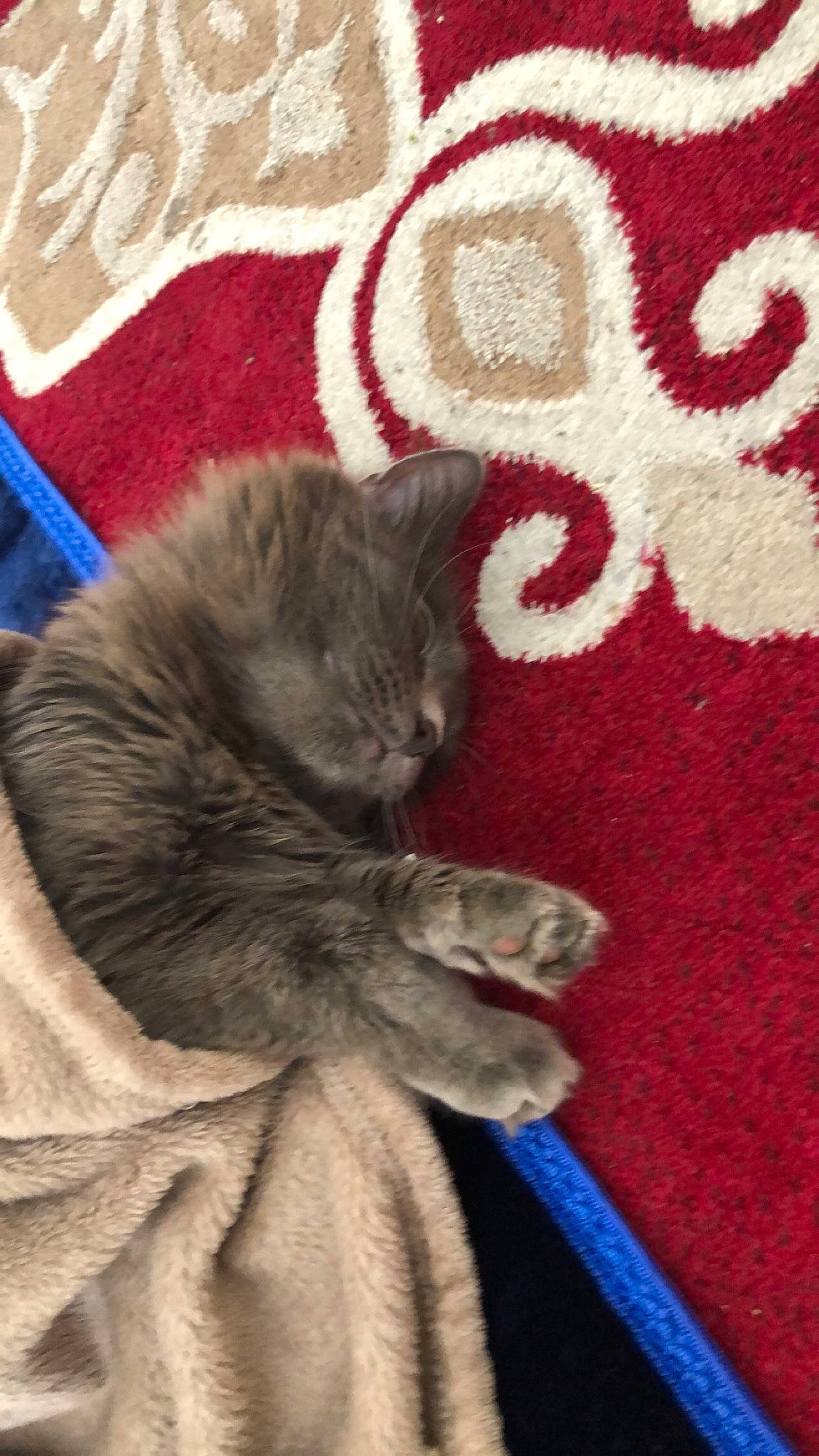 Nala participe au concours pour gagner de l'argent avec cette photo : asian, british_shorthair, carnivore, cat, chartreux, domestic_short_haired_cat, european_shorthair, felidae, fur, kitten, korat, nebelung, paw, russian_blue, scottish_fold, small_to_medium_sized_cats, tail, whiskers