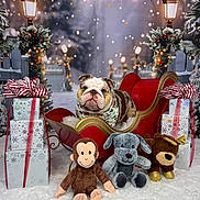 Jack joined the competition — help win amazing prizes! bulldog, dog, plush_toy, monkey_toy, dog_toy, reindeer_toy, gift_box, ribbon, sleigh, snow, winter, christmas, holiday, decorations, street_lamp, tree, festive, indoor, background, fur