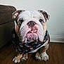 Jack is registered to the contest to win money with this photo: bulldog, dog, pet, bandana, indoor, wooden_floor, animal, canine, cute, portrait, sitting, brown, white, face, paw, expression, domestic, companion, fur, ears