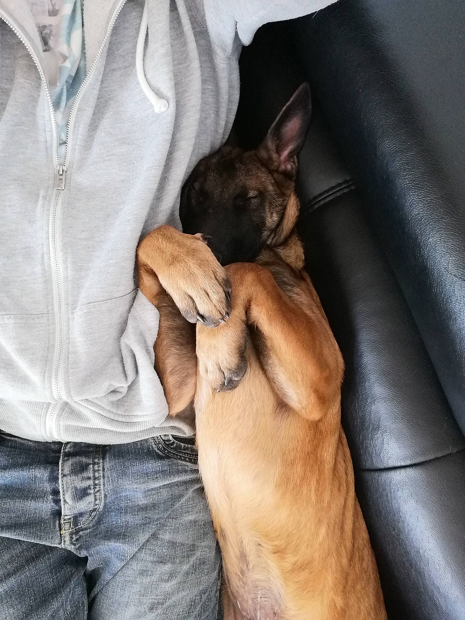 Maman Et Son Fils Max a rejoint le concours — aidez-le/la à gagner de superbes lots ! canidae, carnivore, companion_dog, dog, dog_breed, fawn, french_bulldog, mammal, non_sporting_group, puppy, puppy_love, snout, vertebrate