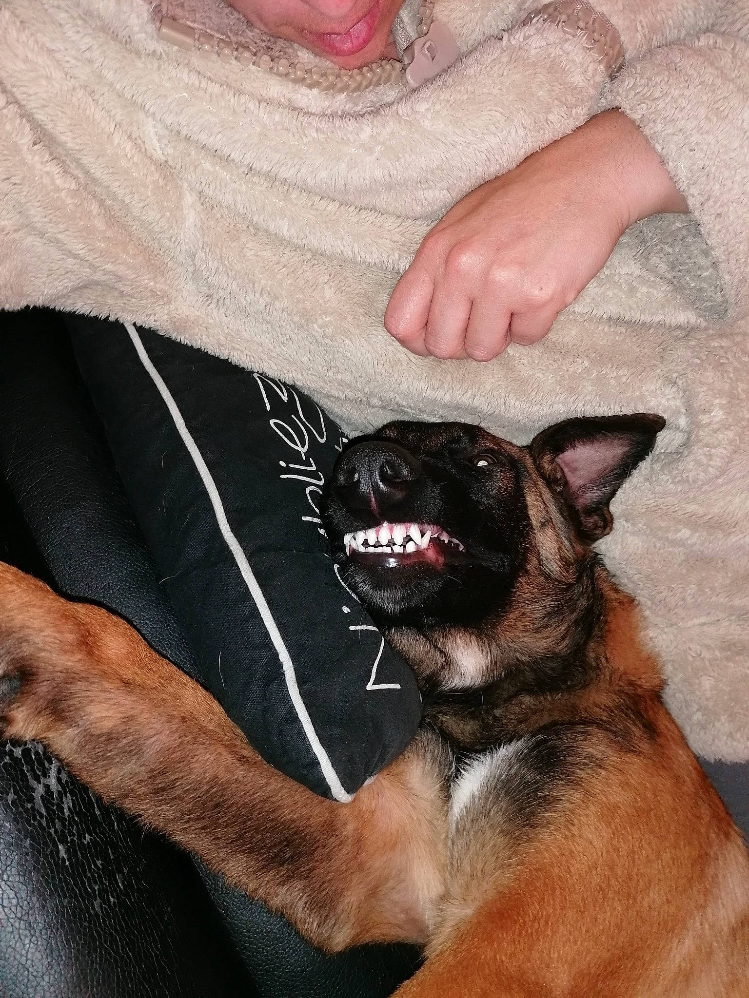 Maman Et Son Fils Max participe au concours pour gagner de l'argent avec cette photo : belgian_shepherd_malinois, canidae, carnivore, dog, dog_breed, ear, fawn, hand, mammal, snout, vertebrate