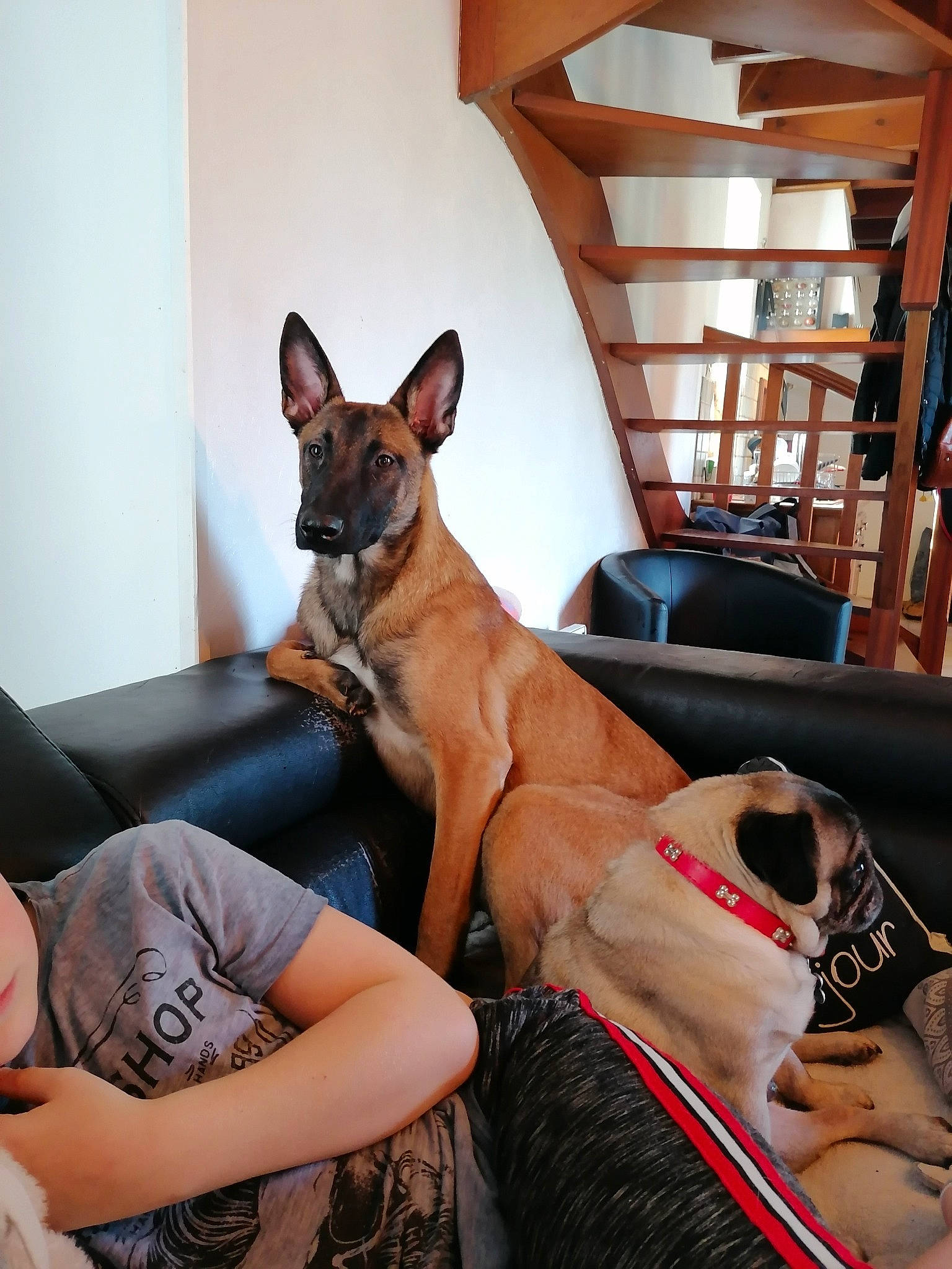 Maman Et Son Fils Max participe au concours pour gagner de l'argent avec cette photo : belgian_shepherd_malinois, canidae, carnivore, companion_dog, dog, dog_breed, fawn, mammal, snout, vertebrate