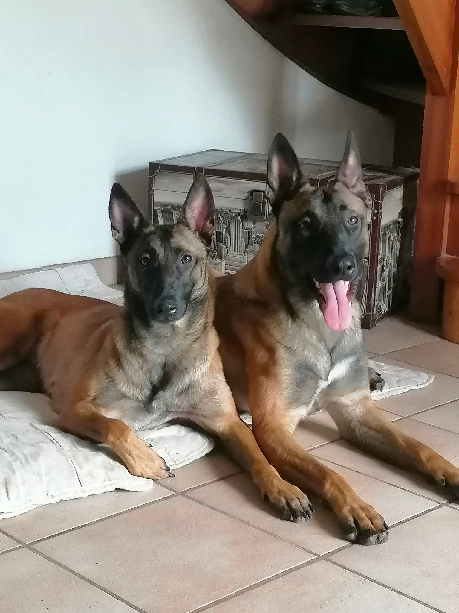 Maman Et Son Fils Max a rejoint le concours — aidez-le/la à gagner de superbes lots ! belgian_shepherd, belgian_shepherd_malinois, canidae, carnivore, dog, dog_breed, east_european_shepherd, fawn, german_shepherd_dog, mammal, rare_breed_dog, snout, vertebrate