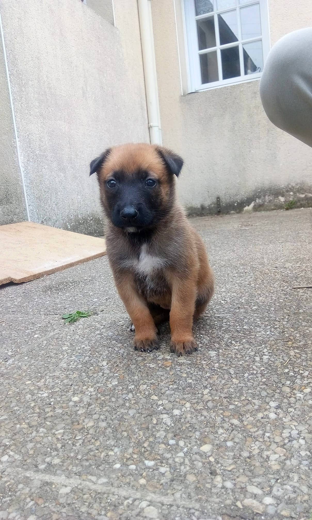 Maman Et Son Fils Max a rejoint le concours — aidez-le/la à gagner de superbes lots ! belgian_shepherd_malinois, black_mouth_cur, bullmastiff, canidae, carnivore, dog, dog_breed, fawn, mammal, puppy, rare_breed_dog, snout, street_dog, vertebrate