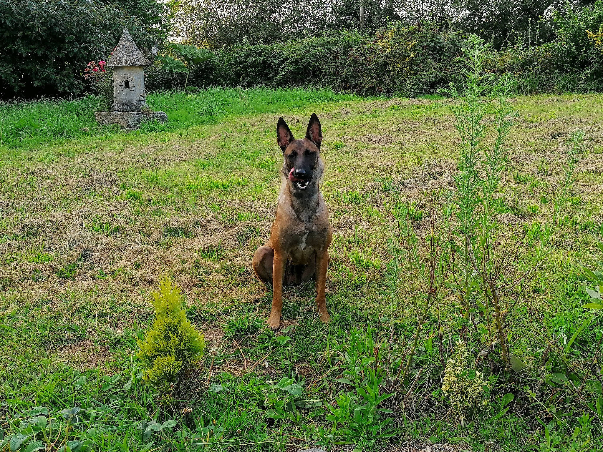 Nalah participe au concours pour gagner de l'argent avec cette photo : belgian_shepherd, belgian_shepherd_malinois, canidae, carnivore, dog, dog_breed, dutch_shepherd_dog, german_shepherd_dog, grass, kunming_wolfdog, mammal, old_german_shepherd_dog, plant, vertebrate, wildlife, working_dog