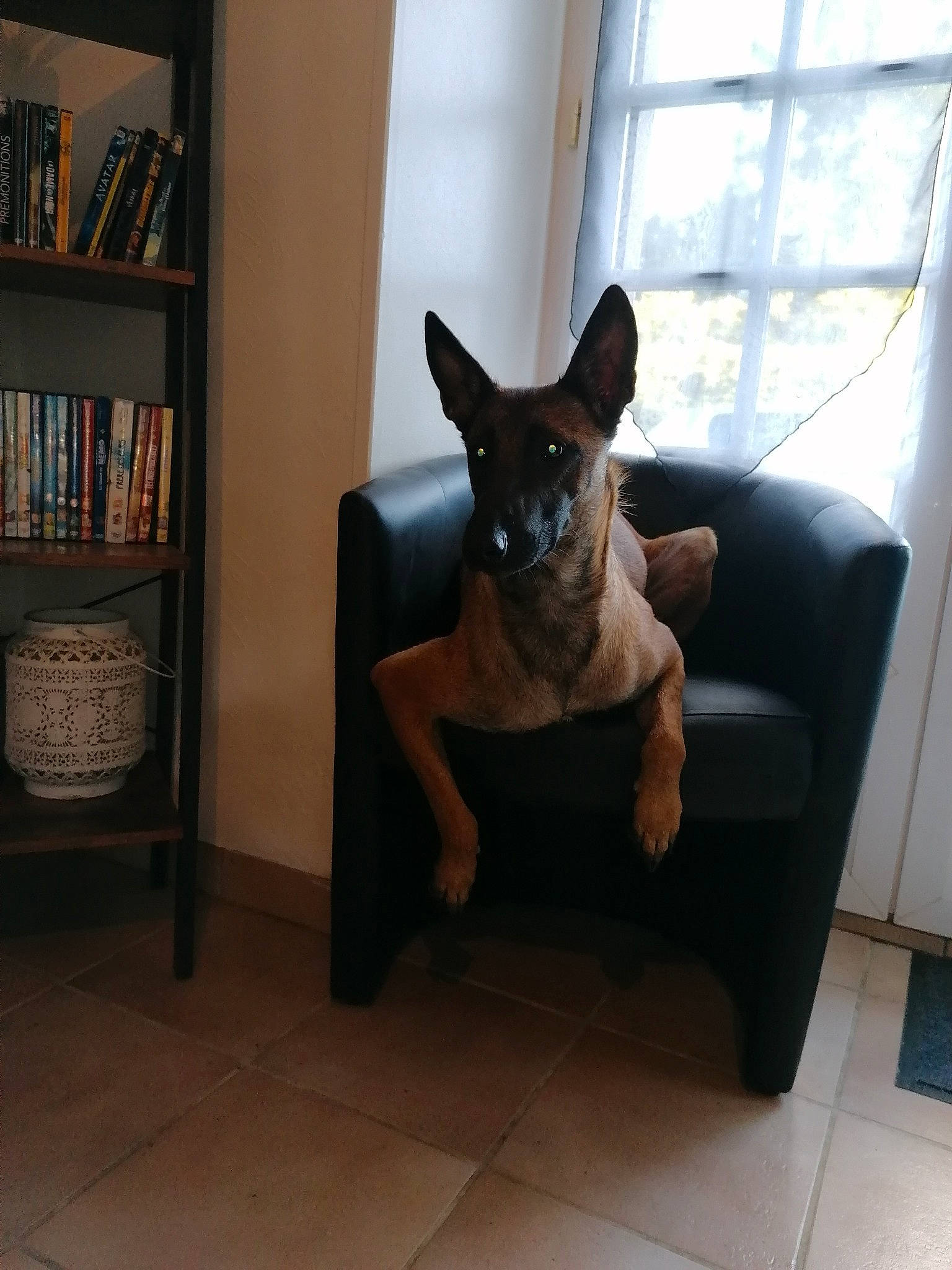 Nalah a rejoint le concours — aidez-le/la à gagner de superbes lots ! australian_kelpie, canidae, carnivore, chair, companion_dog, dog, dog_breed, ear, fawn, furniture, mammal, non_sporting_group, sitting, thai_ridgeback, vertebrate
