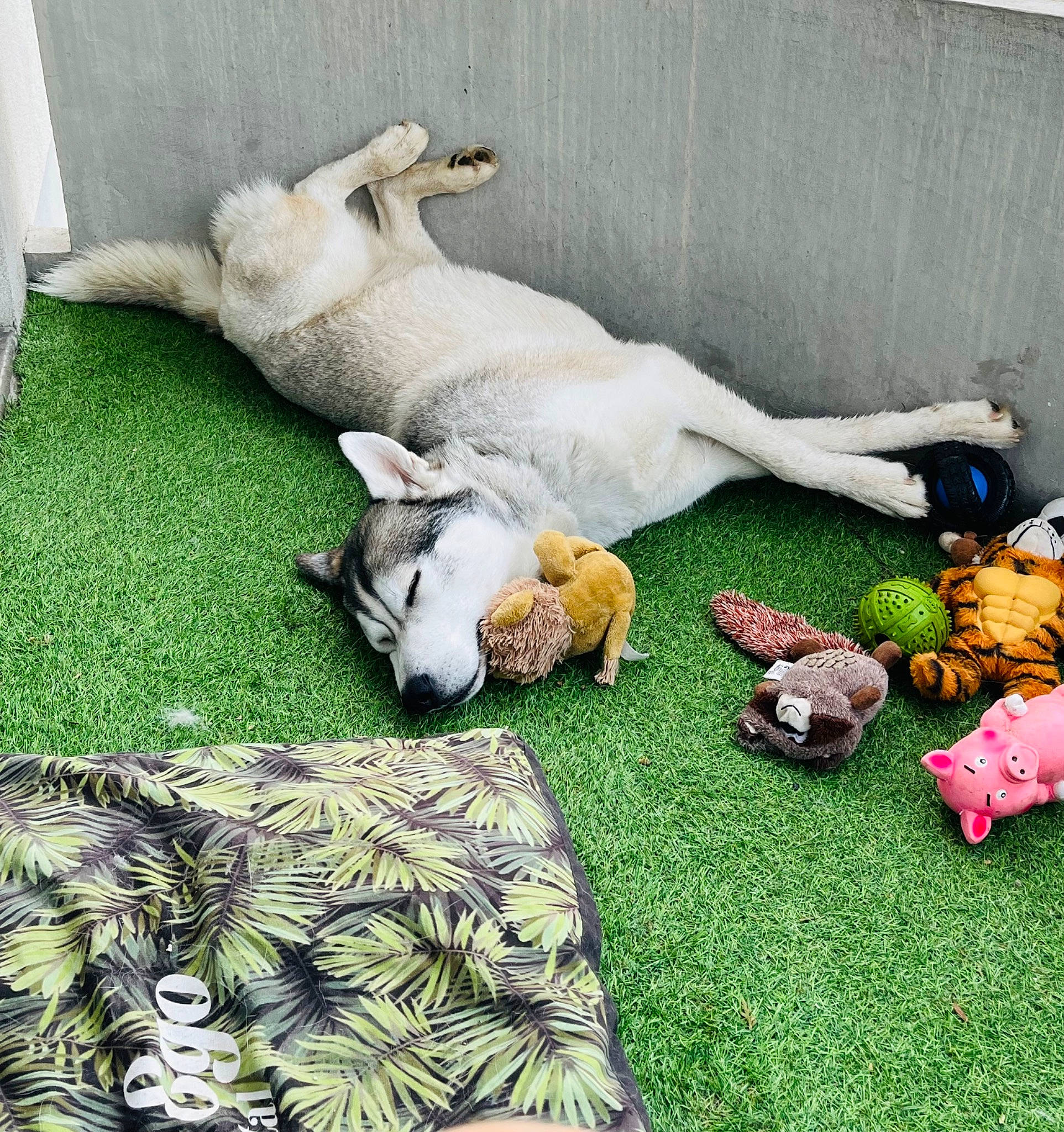 Rocky participe au concours pour gagner de l'argent avec cette photo : bed_sheet, bedding, blanket, canidae, comfort, companion_dog, dog, dog_breed, felidae, flooring, grass, human_leg, linens, nap, room, sporting_group, tail, toy