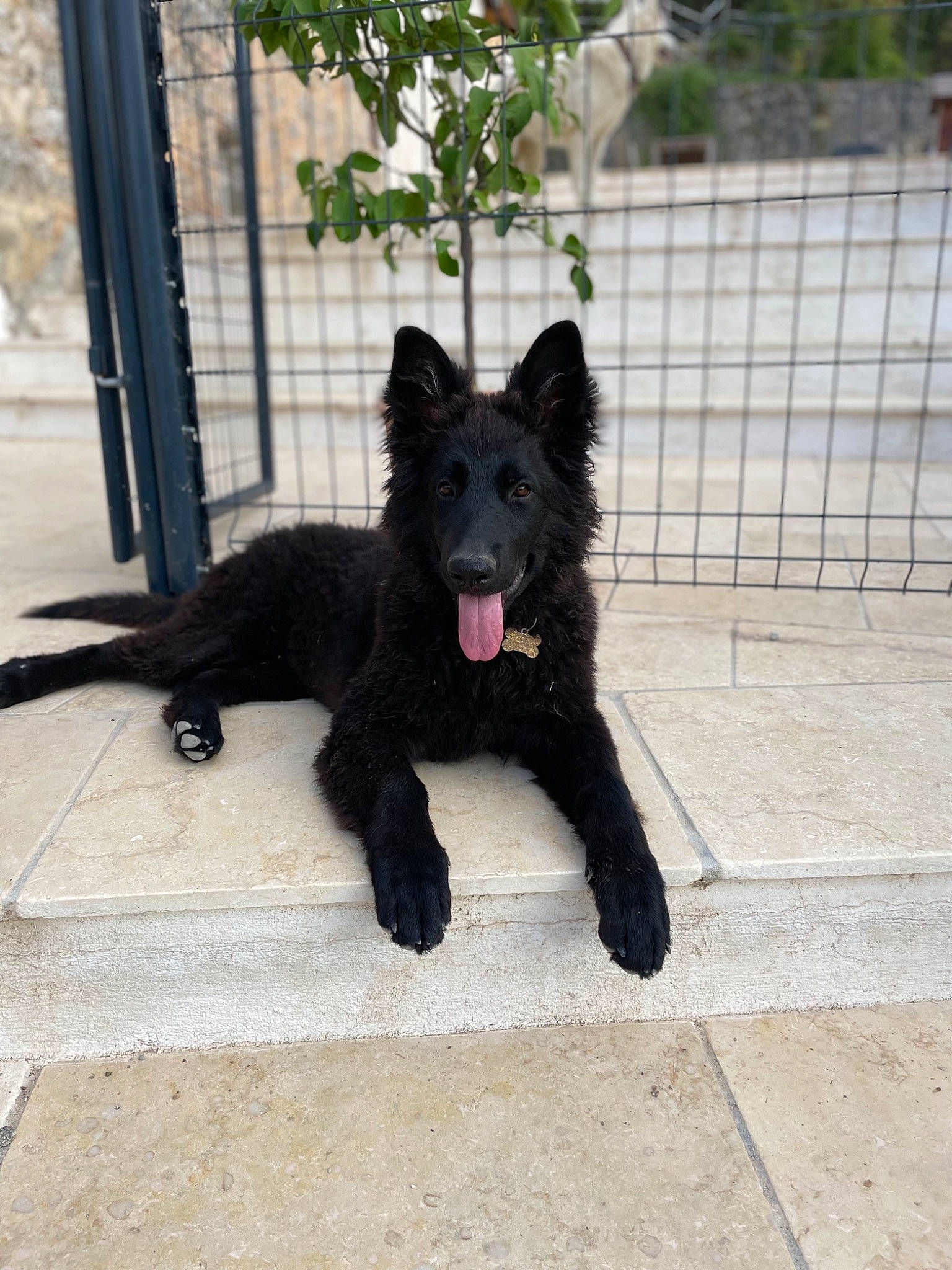 Starka a rejoint le concours — aidez-le/la à gagner de superbes lots ! canidae, carnivore, companion_dog, croatian_sheepdog, dog, dog_breed, fence, fur, mesh, non_sporting_group, snout, sporting_group, tail, working_animal, working_dog