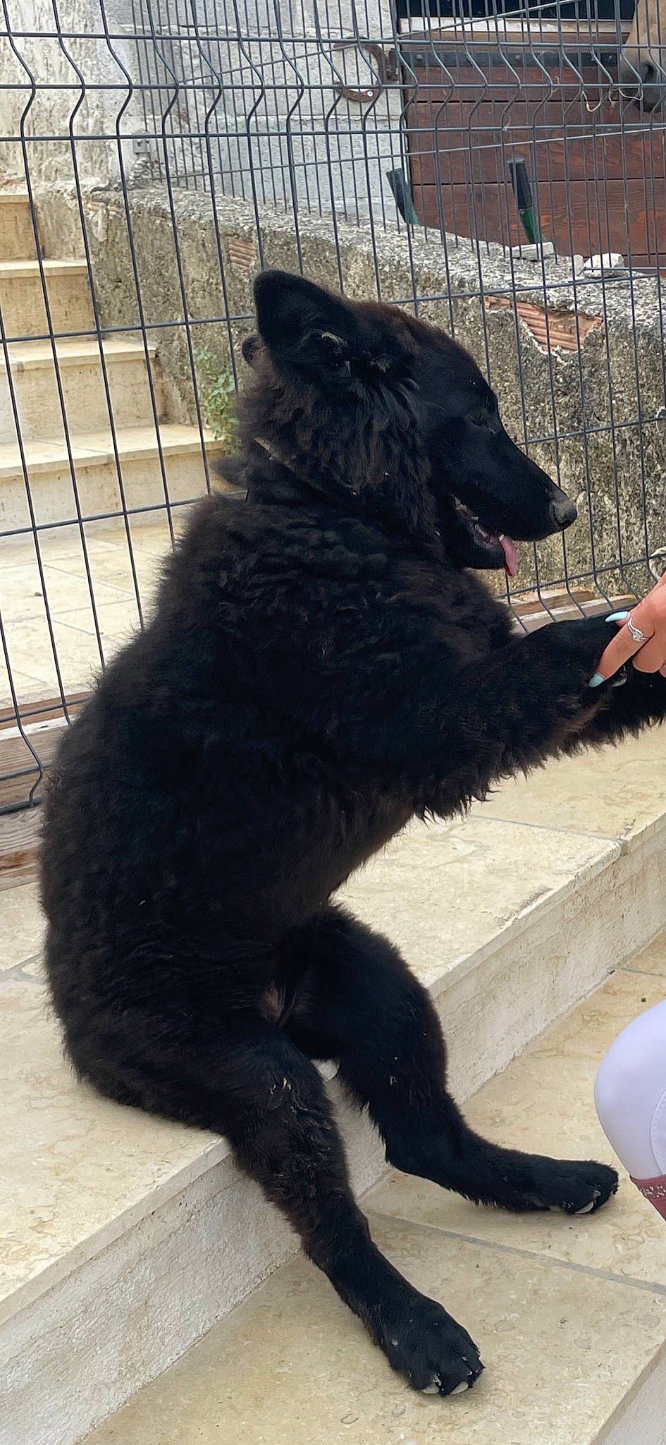 Starka participe au concours pour gagner de l'argent avec cette photo : borador, canidae, carnivore, claw, collar, companion_dog, dog, dog_breed, dog_collar, fang, fence, foot, fur, paw, pet_supply, snout, sporting_group, tail, terrestrial_animal, working_animal