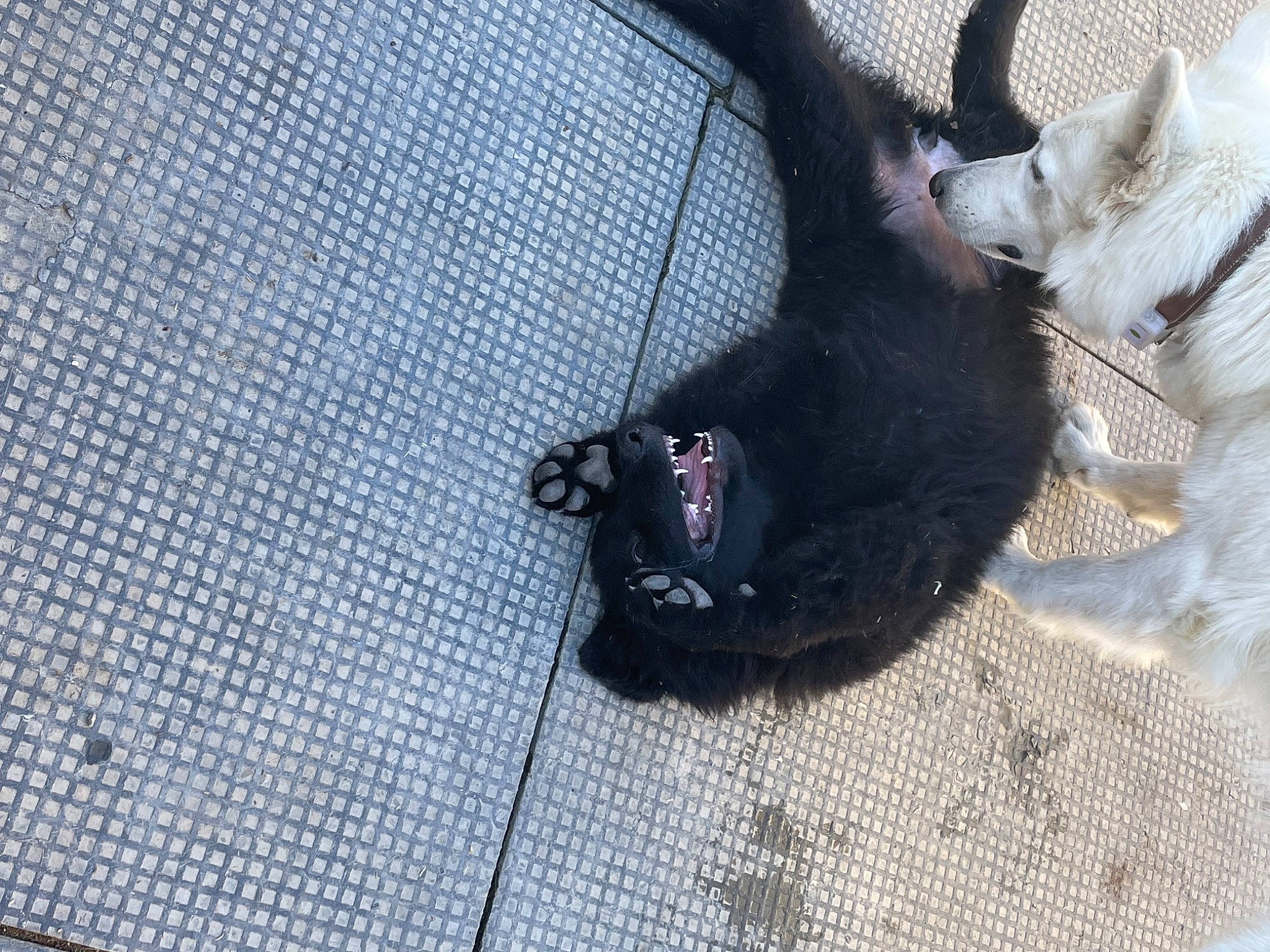 Starka a rejoint le concours — aidez-le/la à gagner de superbes lots ! carnivore, collar, companion_dog, dog, dog_breed, dog_collar, dog_supply, fawn, felidae, foot, grey, human_leg, leash, paw, pet_supply, small_to_medium_sized_cats, snout, tail, whiskers, working_animal