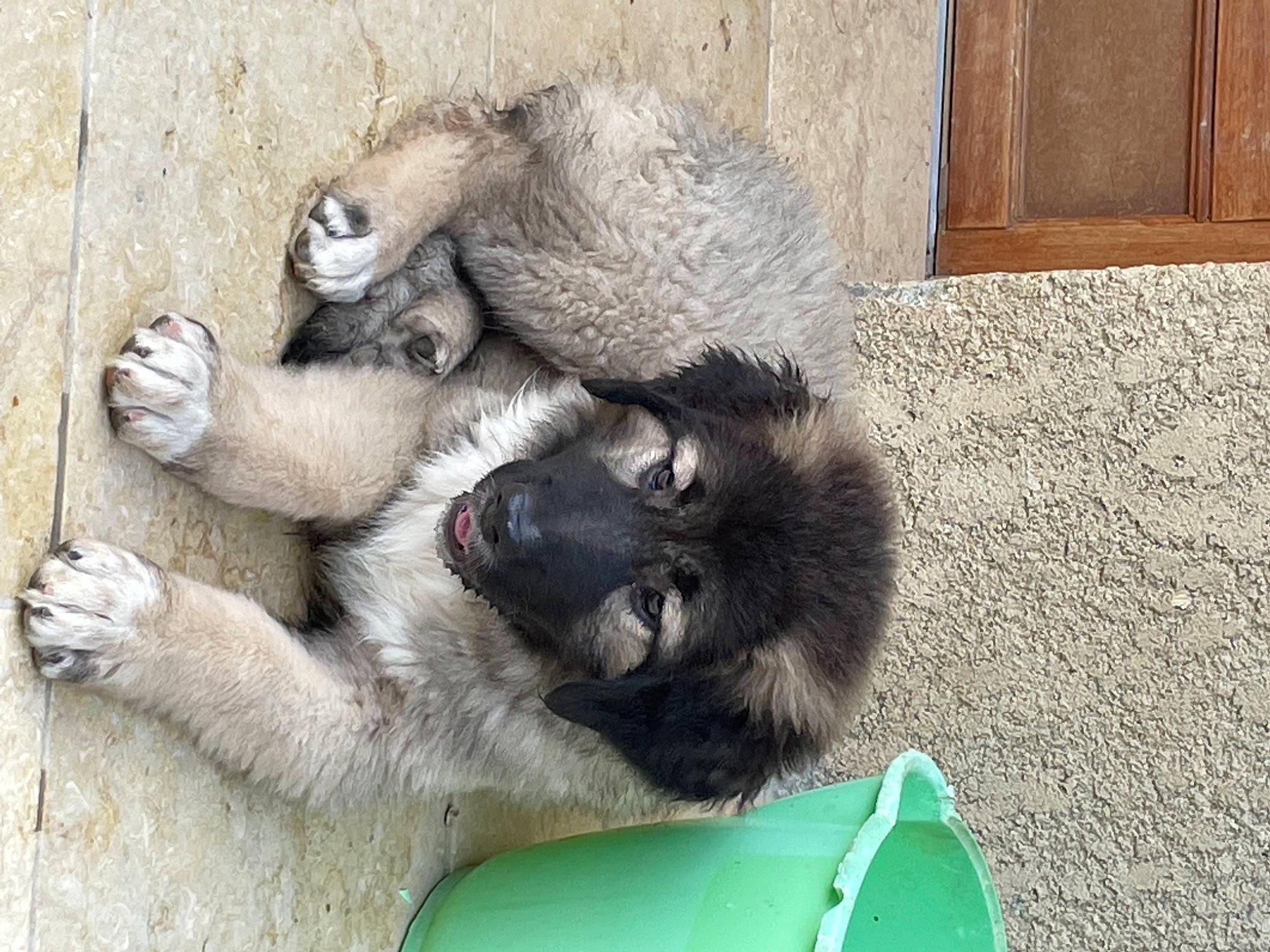 Si Belle a rejoint le concours — aidez-le/la à gagner de superbes lots ! art, cabinetry, canidae, carnivore, claw, comfort, companion_dog, dog, dog_breed, door, fawn, felidae, foot, fur, paw, snout, sporting_group, terrestrial_animal, wildlife, wood_stain