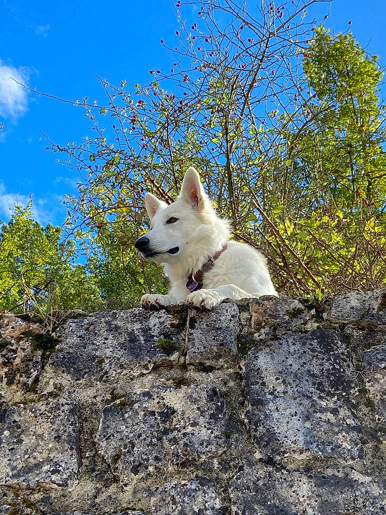 Oria a rejoint le concours — aidez-le/la à gagner de superbes lots ! carnivore, cloud, companion_dog, dog, dog_breed, grass, non_sporting_group, rock, sky, snout, tail, tree, twig, wood