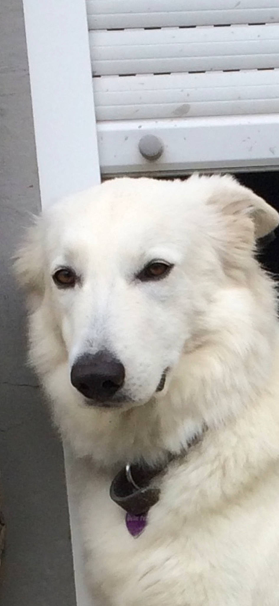 Oria a rejoint le concours — aidez-le/la à gagner de superbes lots ! ancient_dog_breeds, canidae, carnivore, companion_dog, dog, dog_breed, fur, great_pyrenees, kuvasz, livestock_guardian_dog, maremma_sheepdog, non_sporting_group, polish_tatra_sheepdog, slovak_cuvac, snout, sporting_group, volpino_italiano, whiskers, working_animal, working_dog