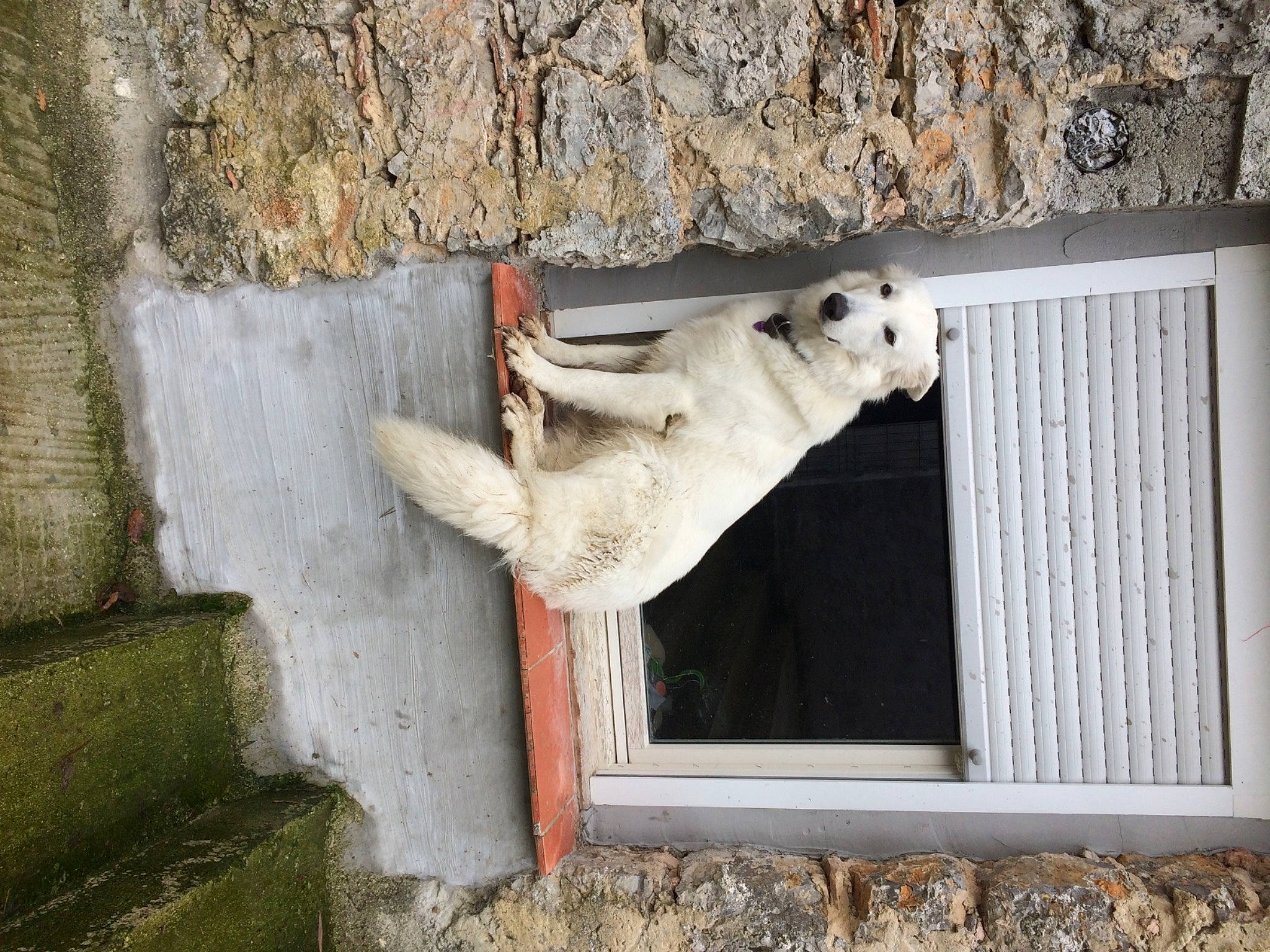 Oria a rejoint le concours — aidez-le/la à gagner de superbes lots ! canidae, carnivore, dog, dog_breed, fawn, felidae, fur, polar_bear, snout, sporting_group, tail, terrestrial_animal, tree, wildlife, window, wood