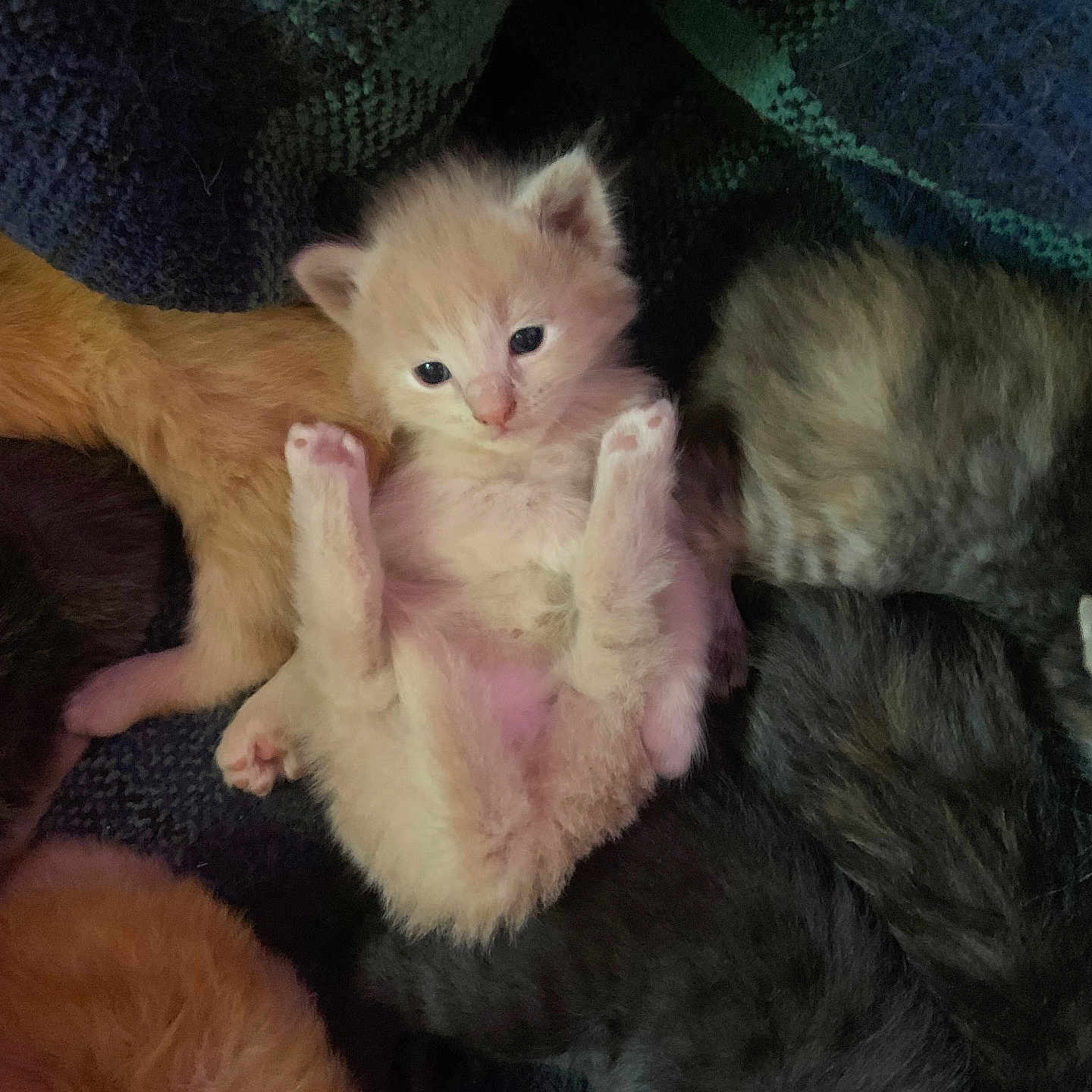 Peaches joined the competition — help win amazing prizes! animal, cat, comfort, cozy, cuddle, cute, domestic, fur, furry, group, kitten, mammal, nest, paw, pets, resting, sleeping, small, soft, young