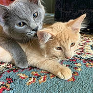 Peaches And Gumball joined the competition — help win amazing prizes! animal, carpet, cat, close_up, curious, cute, domestic_cat, ears, floor, fur, gray_cat, indoor, kitten, orange_cat, patterned_rug, pets, relaxed, snuggling, two_cats, whiskers