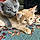 Peaches And Gumball