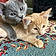 Peaches And Gumball