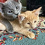 animal, carpet, cat, close_up, curious, cute, domestic_cat, ears, floor, fur, gray_cat, indoor, kitten, orange_cat, patterned_rug, pets, relaxed, snuggling, two_cats, whiskers