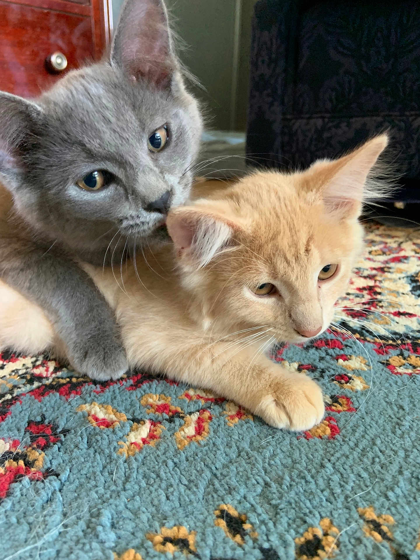 Peaches And Gumball joined the competition — help win amazing prizes! animal, carpet, cat, close_up, curious, cute, domestic_cat, ears, floor, fur, gray_cat, indoor, kitten, orange_cat, patterned_rug, pets, relaxed, snuggling, two_cats, whiskers