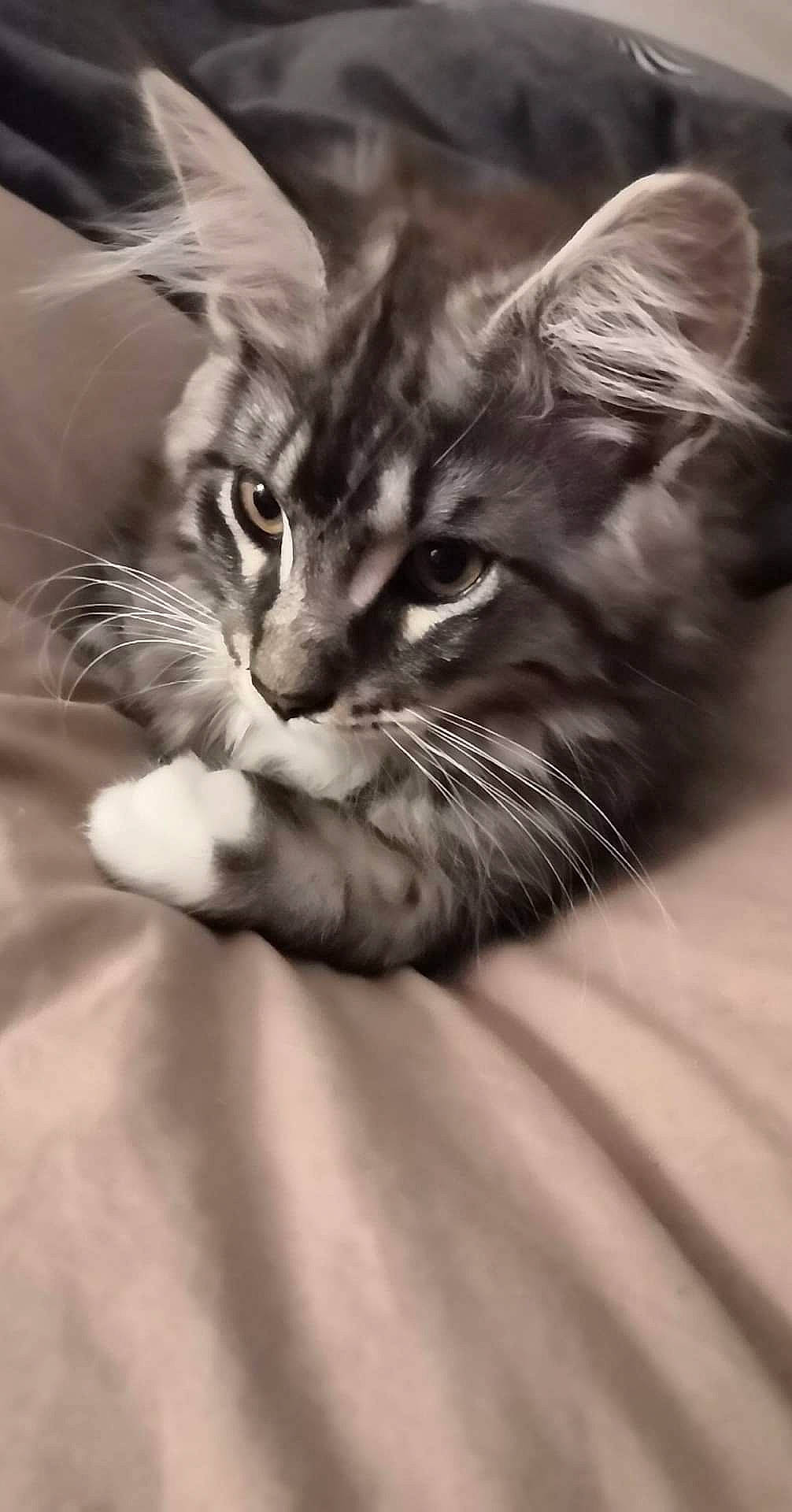 Tigrou a rejoint le concours — aidez-le/la à gagner de superbes lots ! carnivore, cat, claw, comfort, domestic_short_haired_cat, ear, eye, felidae, fur, gesture, grey, iris, macro_photography, monochrome, monochrome_photography, paw, small_to_medium_sized_cats, snout, whiskers, wildlife