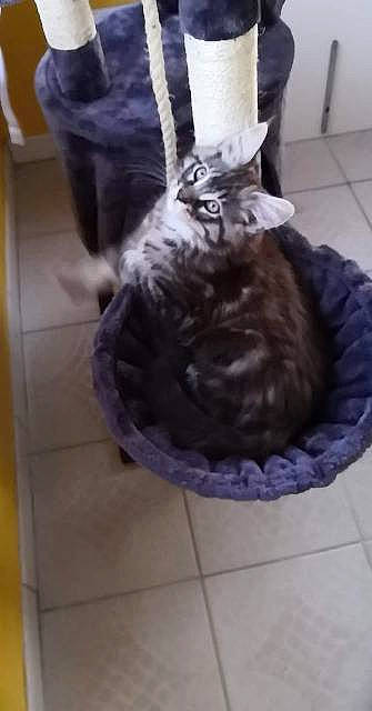 Tigrou participe au concours pour gagner de l'argent avec cette photo : black_cat, carnivore, cat, cat_supply, comfort, companion_dog, domestic_short_haired_cat, electric_blue, felidae, floor, flooring, fur, grey, hardwood, purple, small_to_medium_sized_cats, tail, tile_flooring, whiskers, wood