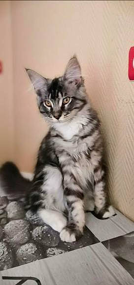 Tigrou a rejoint le concours — aidez-le/la à gagner de superbes lots ! carnivore, cat, claw, domestic_short_haired_cat, eye, felidae, foot, fur, head, iris, paw, siberian, sitting, small_to_medium_sized_cats, snout, tail, terrestrial_animal, whiskers