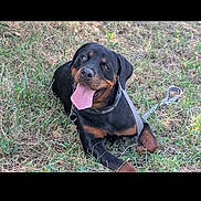 Tchoutchouquette a rejoint le concours — aidez-le/la à gagner de superbes lots ! rottweiler, dog, canine, pet, grass, outdoor, animal, leash, happy, tongue_out, lying_down, black_coat, brown_coat, nature, summer, playful, collar, friendly, cute, domestic_animal