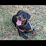 animal, black_coat, brown_coat, canine, collar, cute, dog, domestic_animal, friendly, grass, happy, leash, lying_down, nature, outdoor, pet, playful, rottweiler, summer, tongue_out