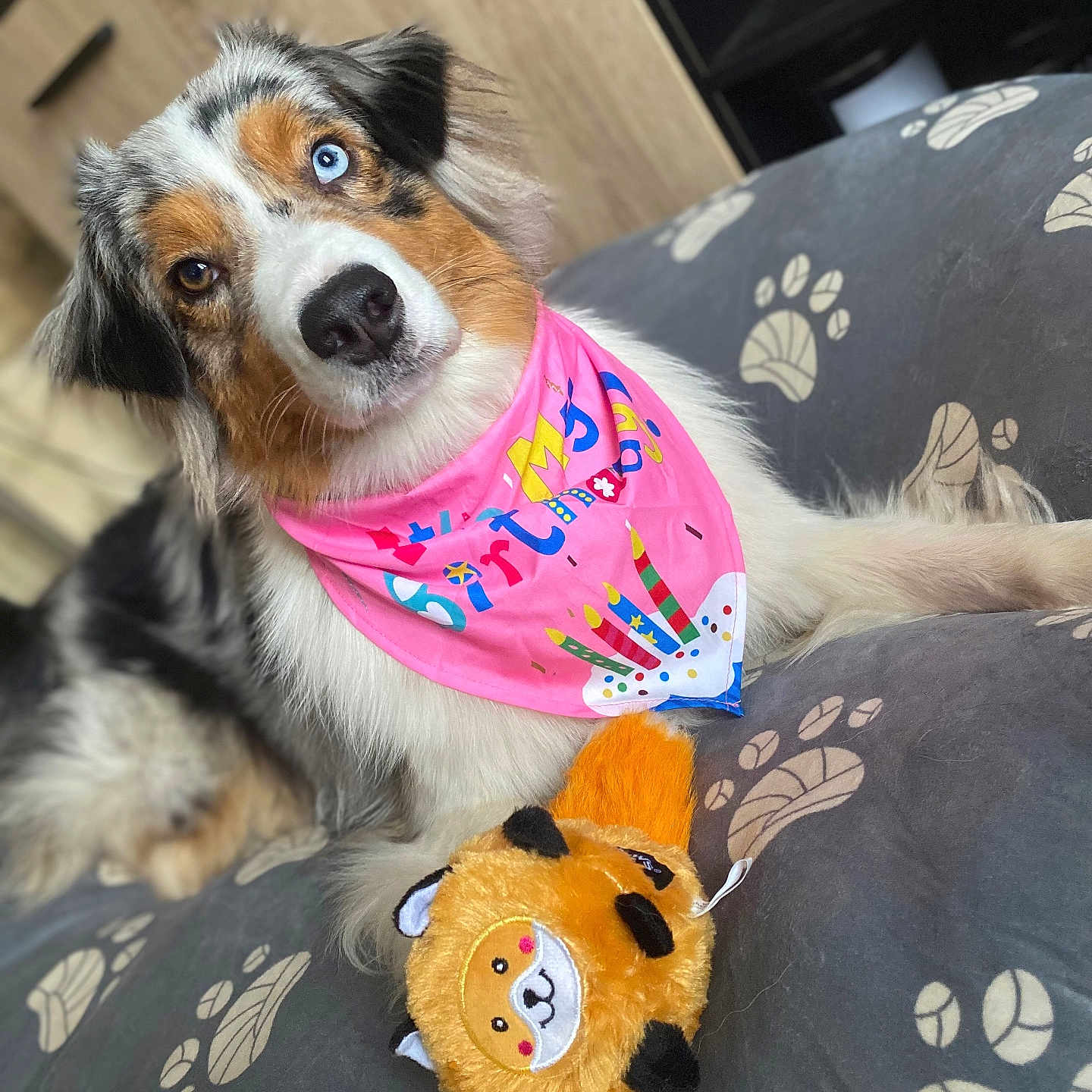 Ruby participe au concours pour gagner de l'argent avec cette photo : accessories, animal, bandana, blanket, canine, cockerspaniel, couch, cushion, dog, furniture, headband, homedecor, hound, papillon, person, pet, pillow, puppy, sitting, toy