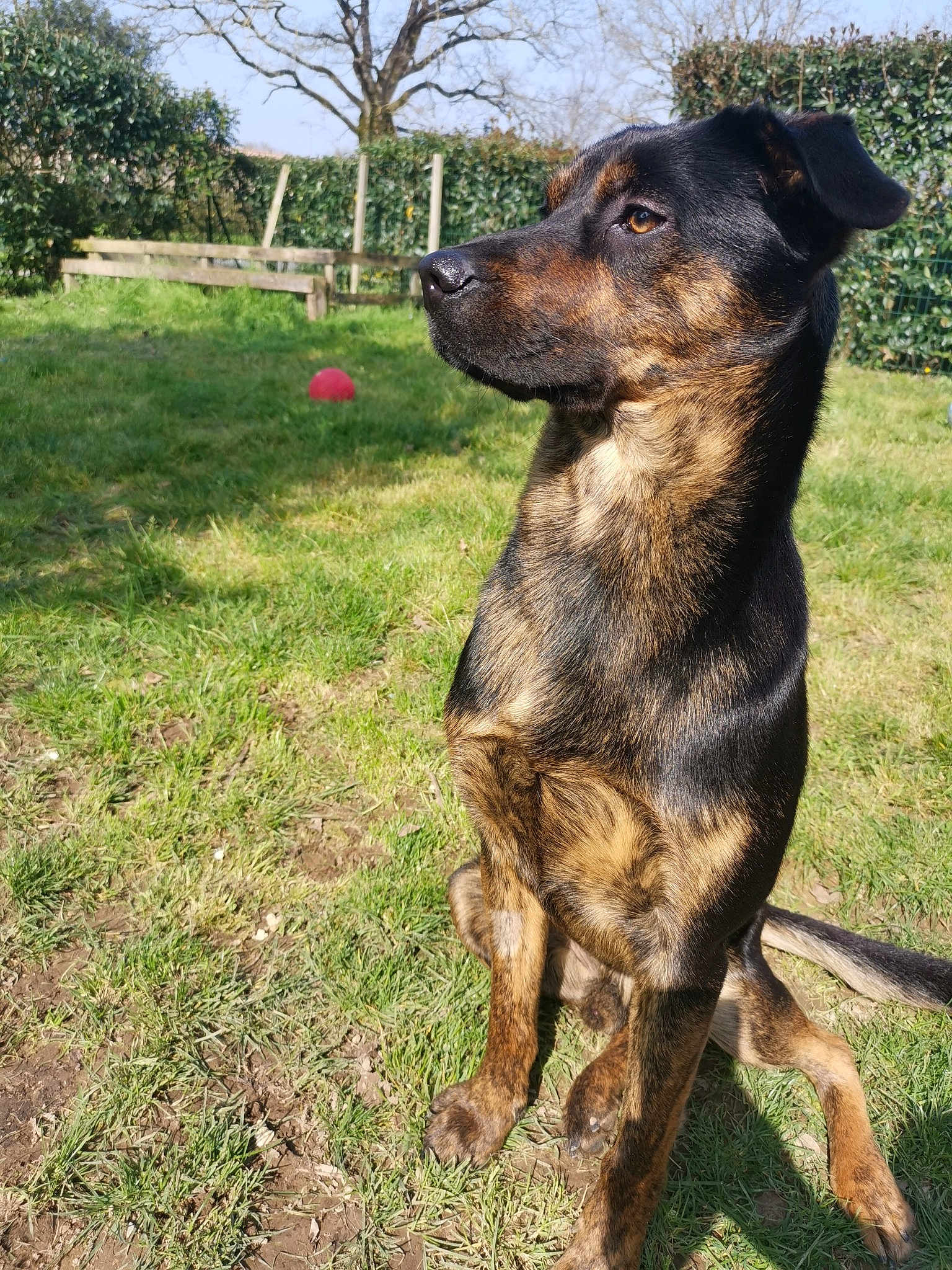 Baloo
