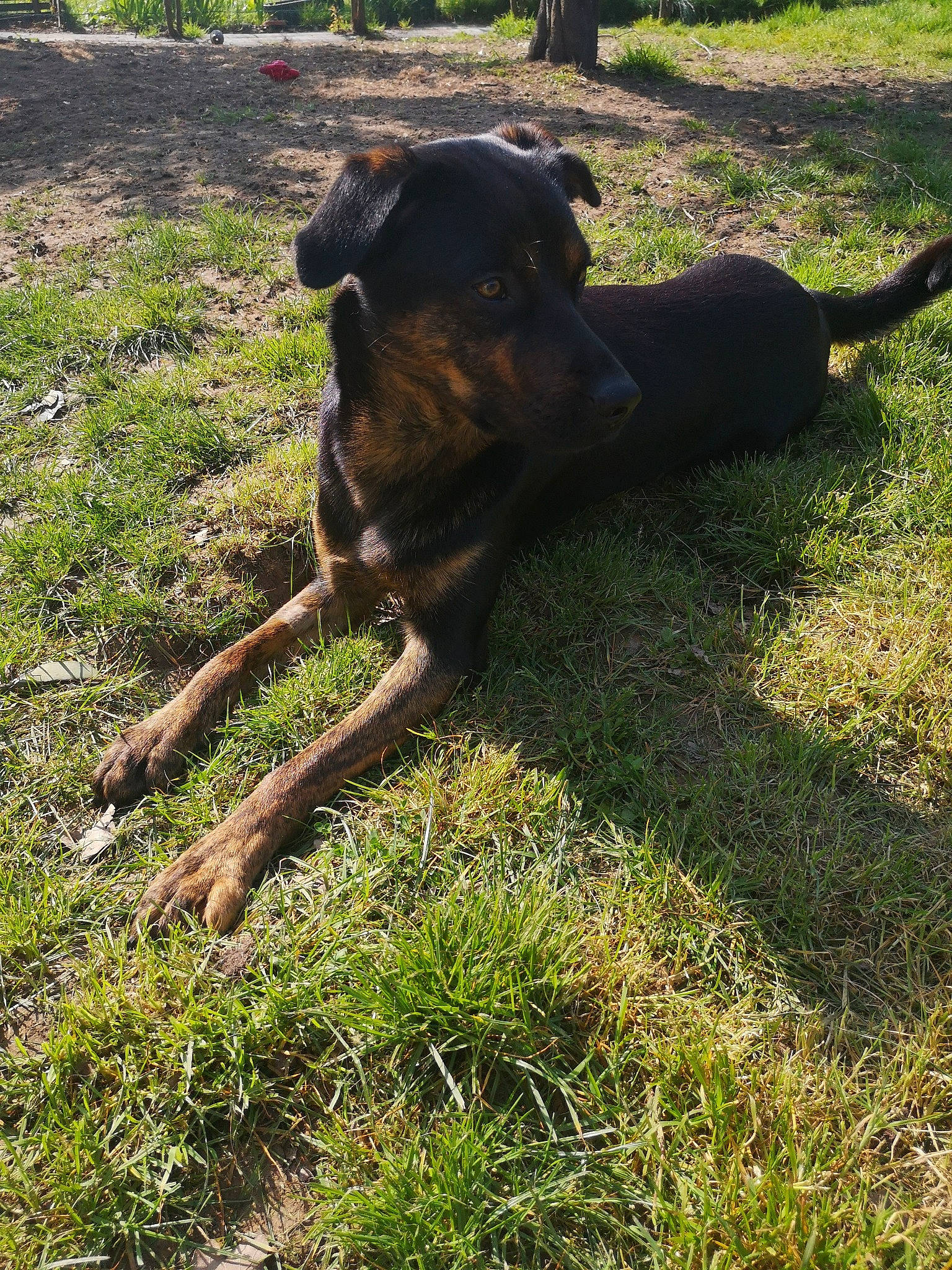 Baloo a rejoint le concours — aidez-le/la à gagner de superbes lots ! beauceron, canidae, carnivore, dog, dog_breed, grass, guard_dog, hunting_dog, mammal, sporting_group, working_dog